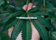 Florida Marijuana Legalization