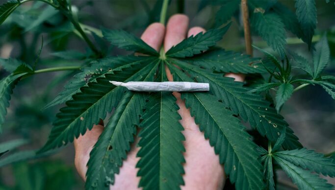 Florida Marijuana Legalization Florida Marijuana Legalization